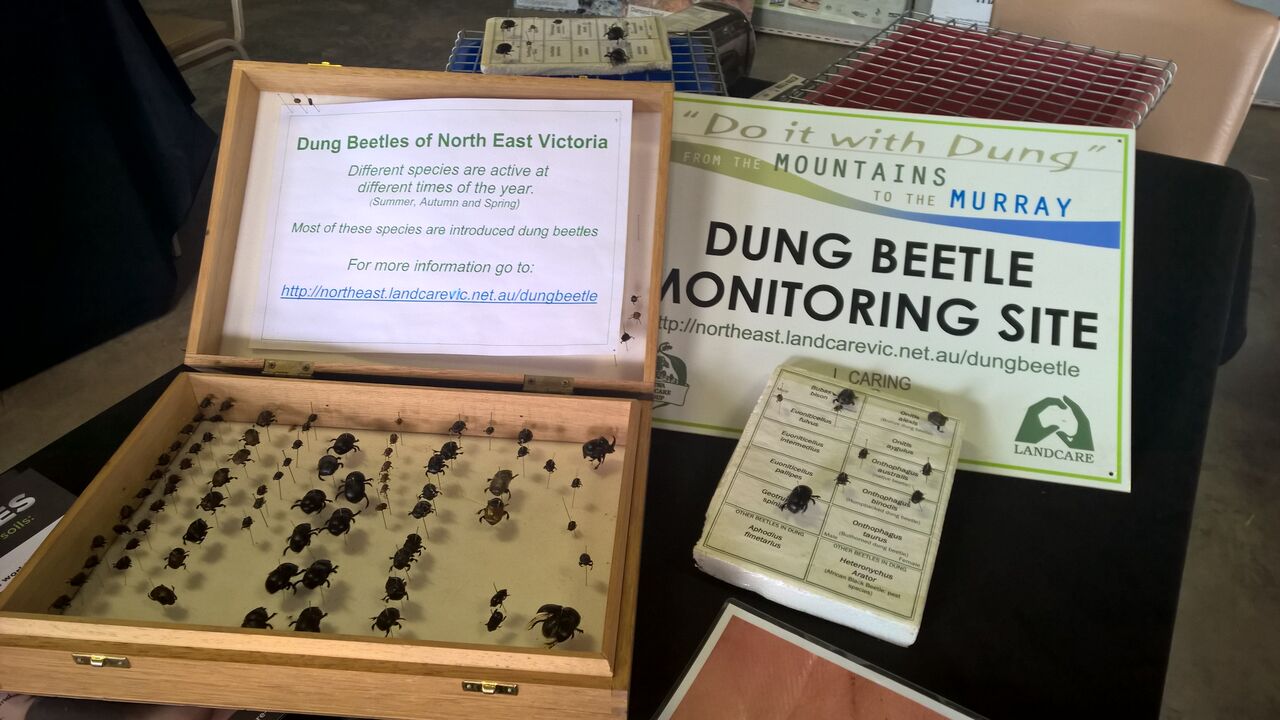 Dung beetle display